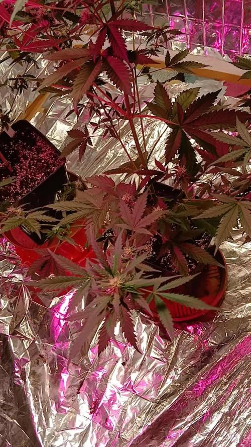 Original strain FastBuds