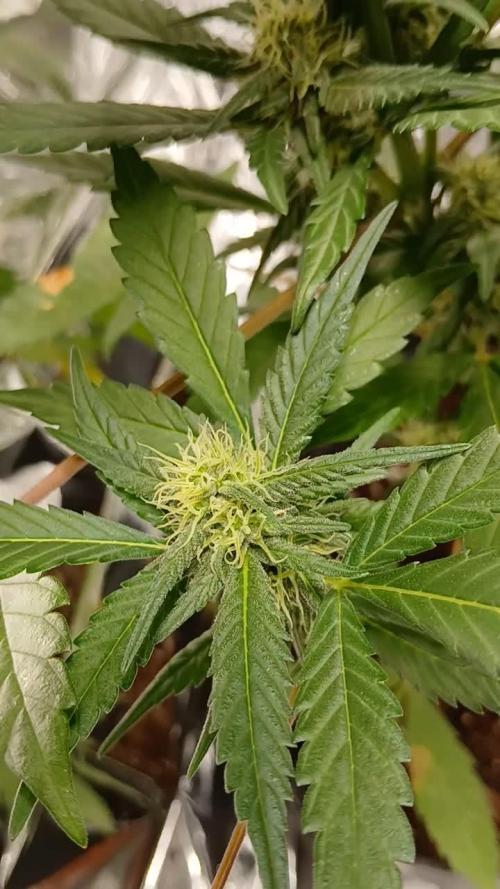 Original strain FastBuds