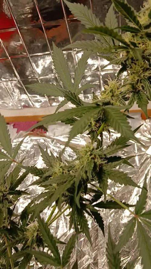 Original strain FastBuds