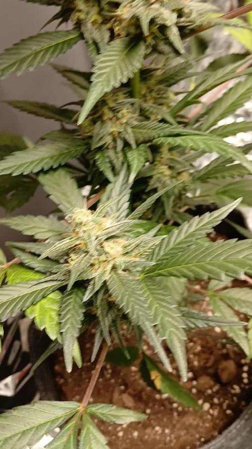 Original strain FastBuds
