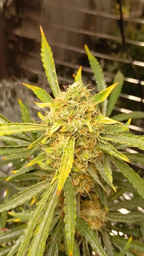 Original strain FastBuds