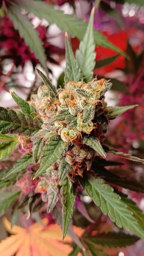 Original strain FastBuds