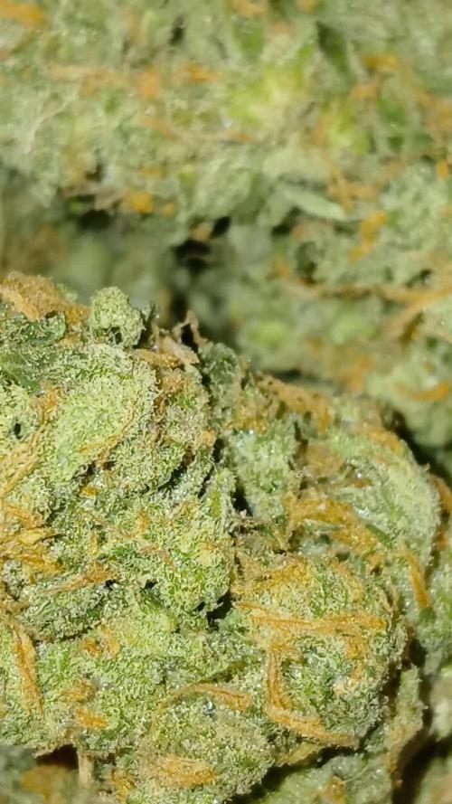 Original strain FastBuds