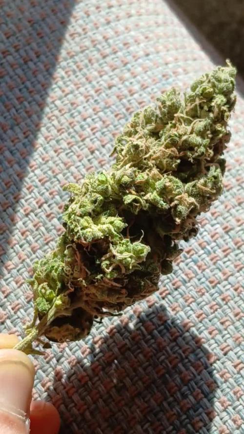 Original strain FastBuds