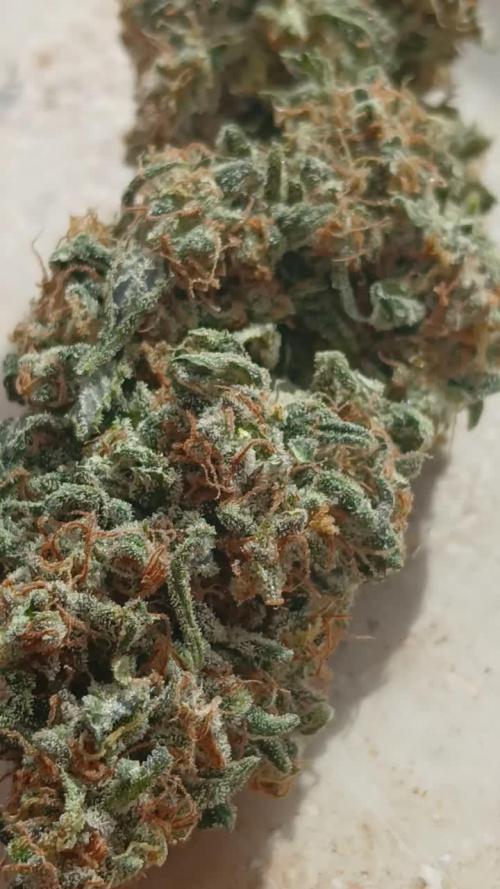 Original strain FastBuds