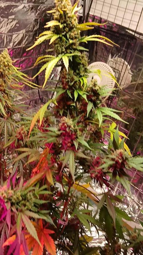 Original strain FastBuds