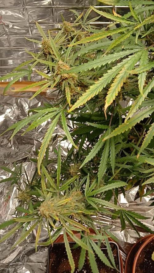 Original strain FastBuds