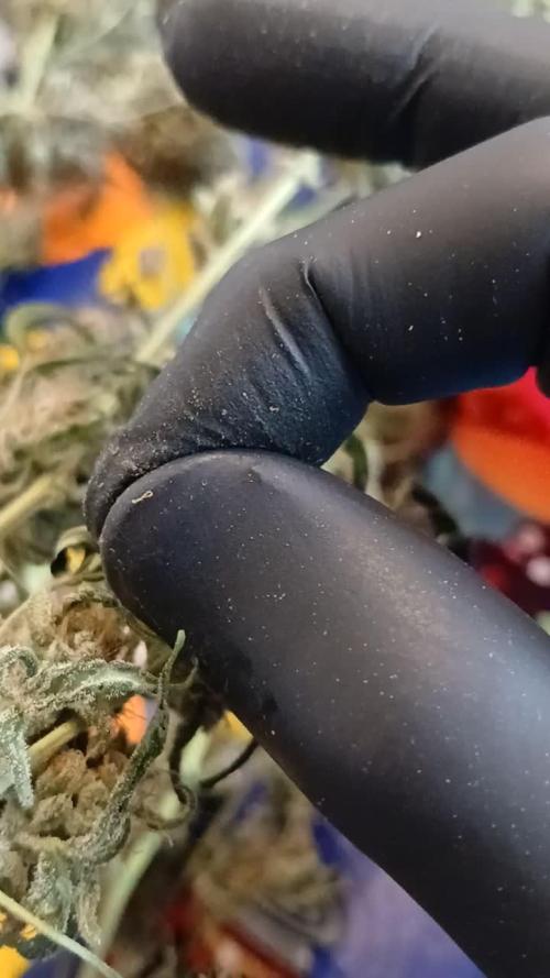 Original strain FastBuds