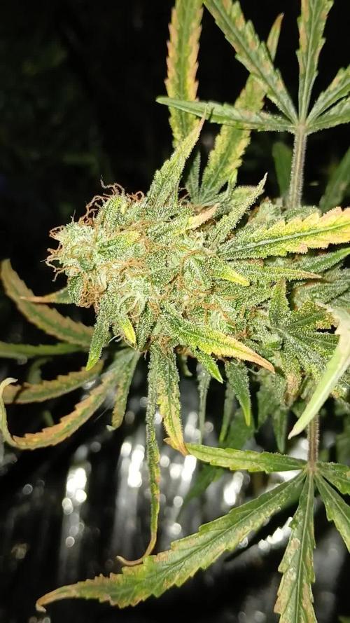 Original strain FastBuds