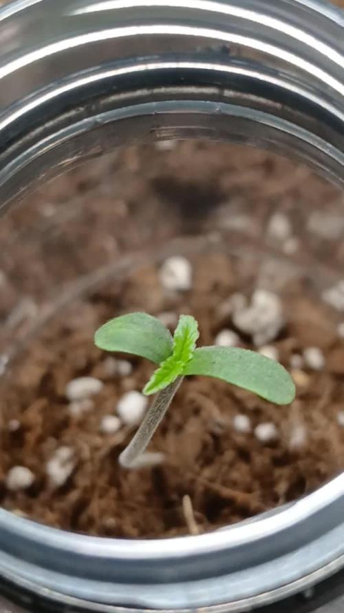 Apricot Auto Fastbuds