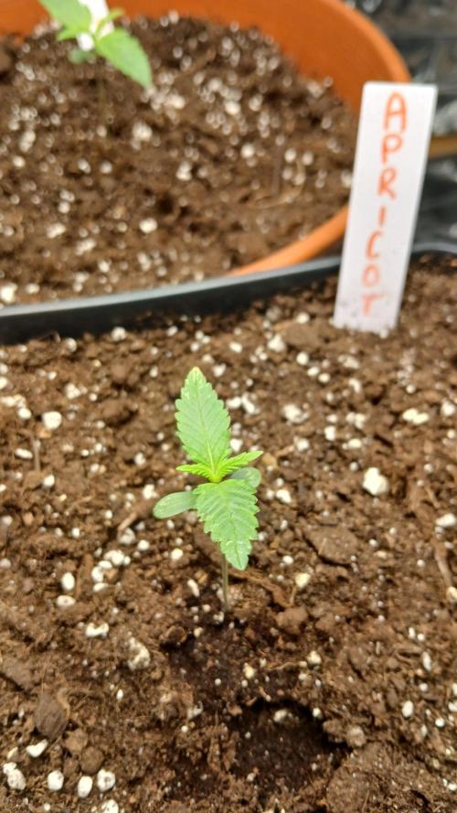 Apricot Auto Fastbuds. Week 2