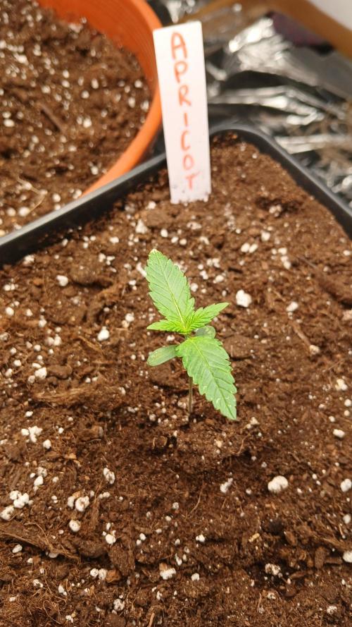 Apricot Auto Fastbuds. Week 2