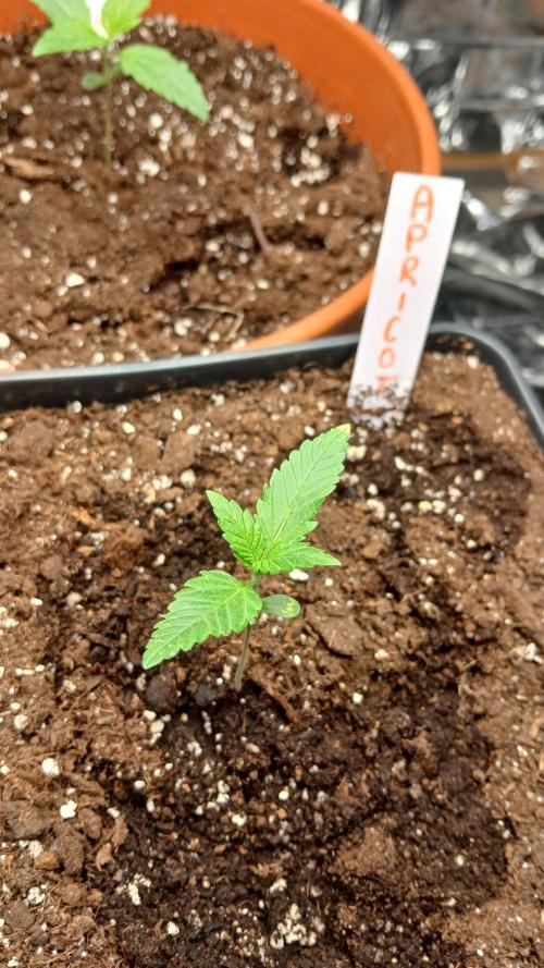 Apricot Auto Fastbuds. Week 2