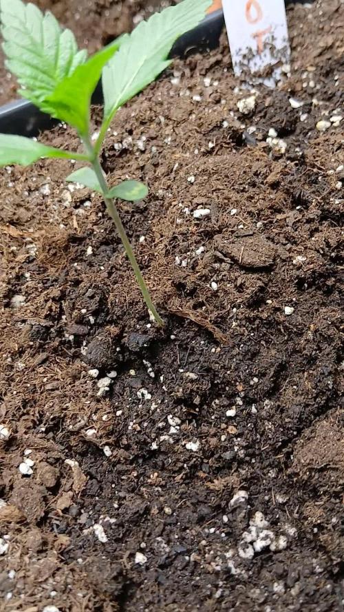 Apricot Auto Fastbuds