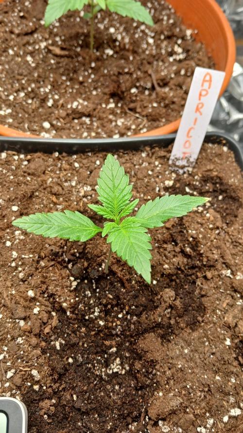 Apricot Auto Fastbuds. Week 2