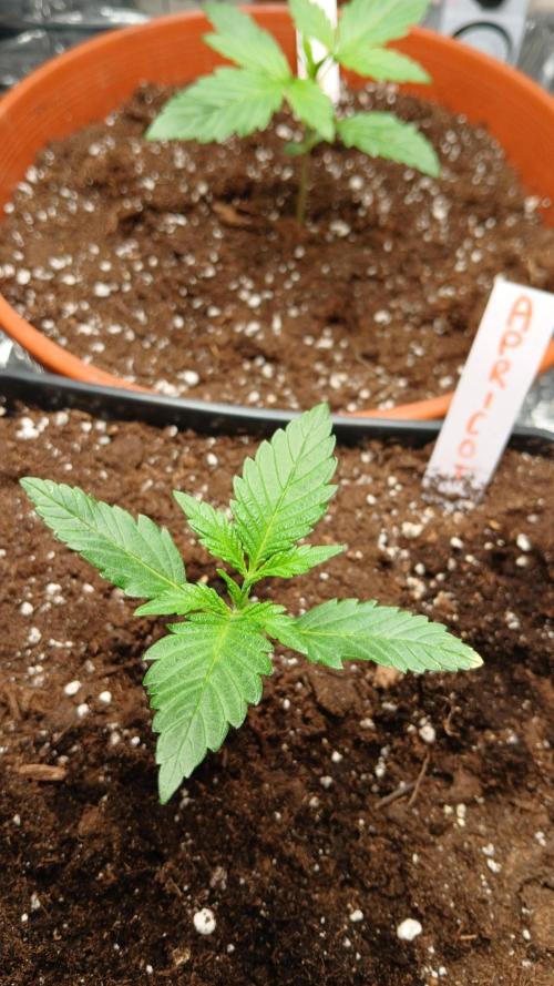 Apricot Auto Fastbuds. Week 2