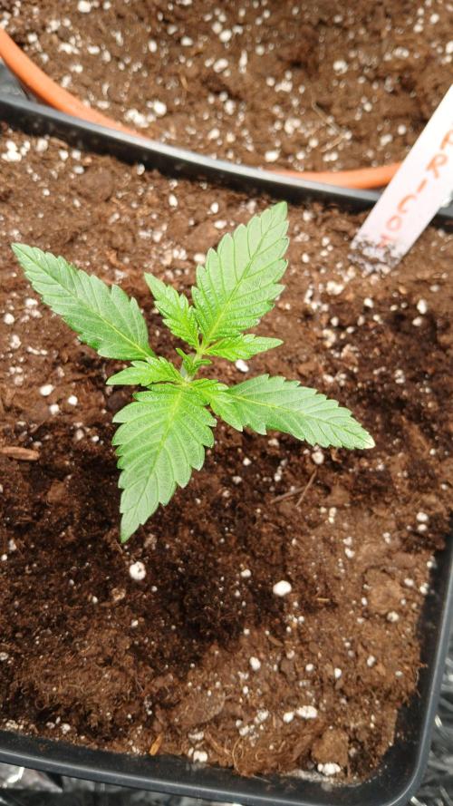 Apricot Auto Fastbuds. Week 2