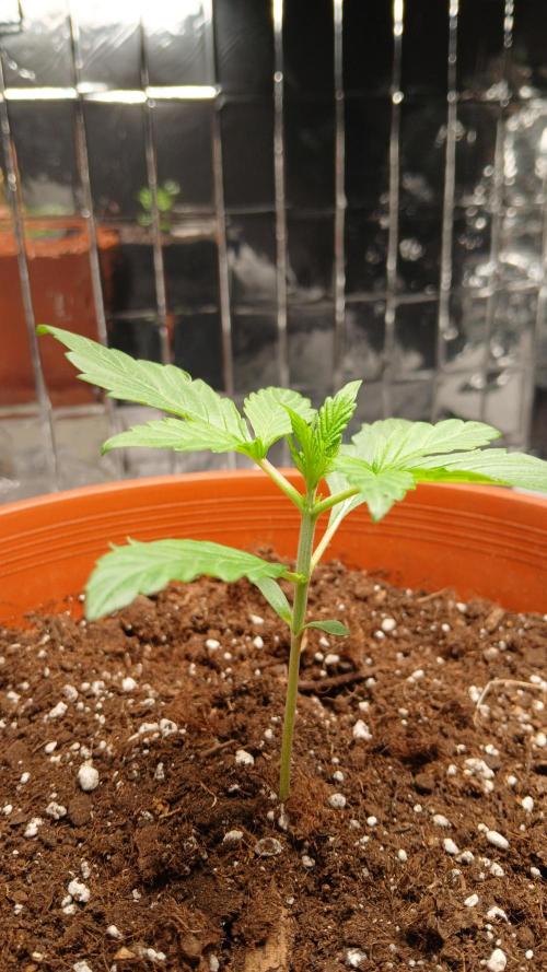 Apricot Auto Fastbuds. Week 2