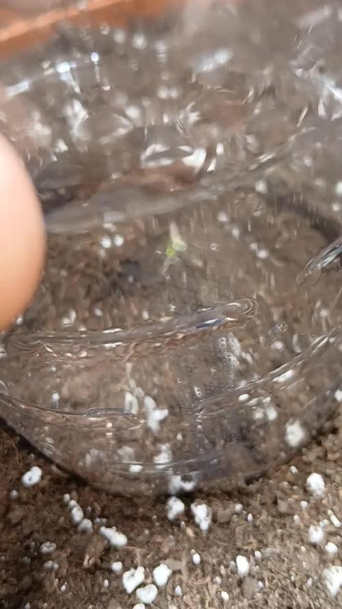 Northern Lights Auto FB