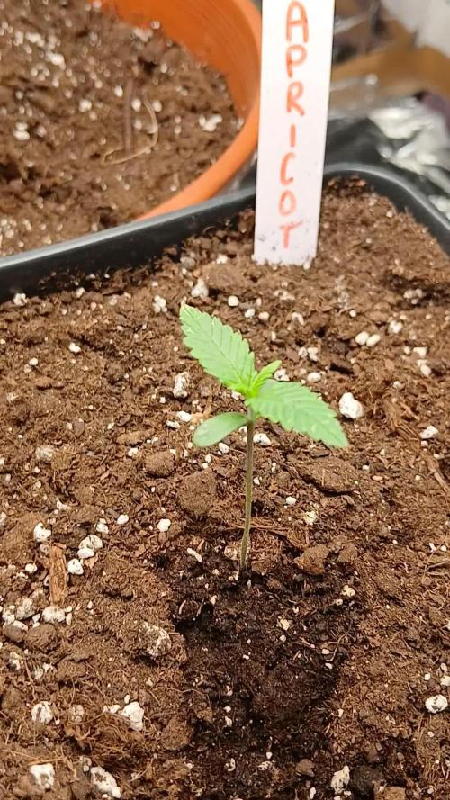 Northern Lights Auto FB