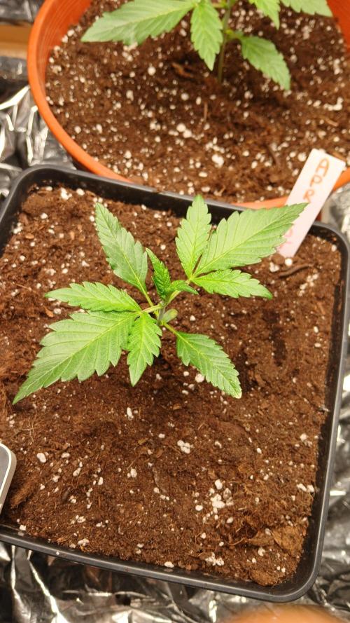 Apricot Auto Fastbuds. Week 3