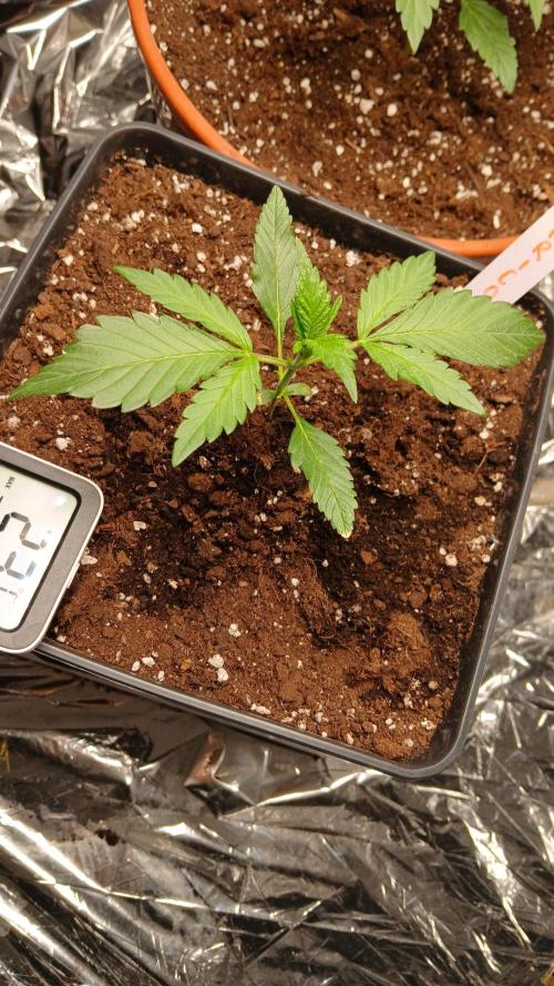 Apricot Auto Fastbuds. Week 3