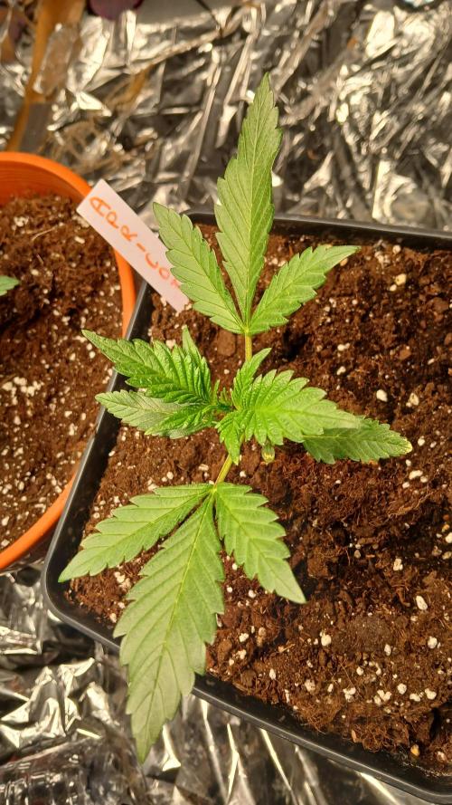 Apricot Auto Fastbuds. Week 3