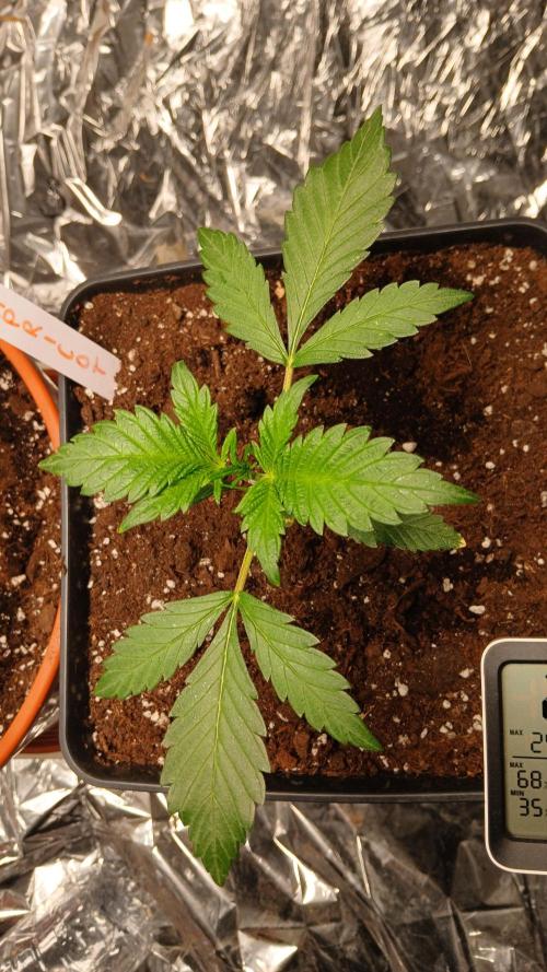 Apricot Auto Fastbuds. Week 3