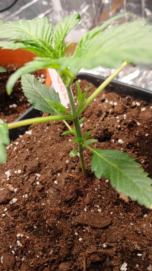 Apricot Auto Fastbuds. Week 3