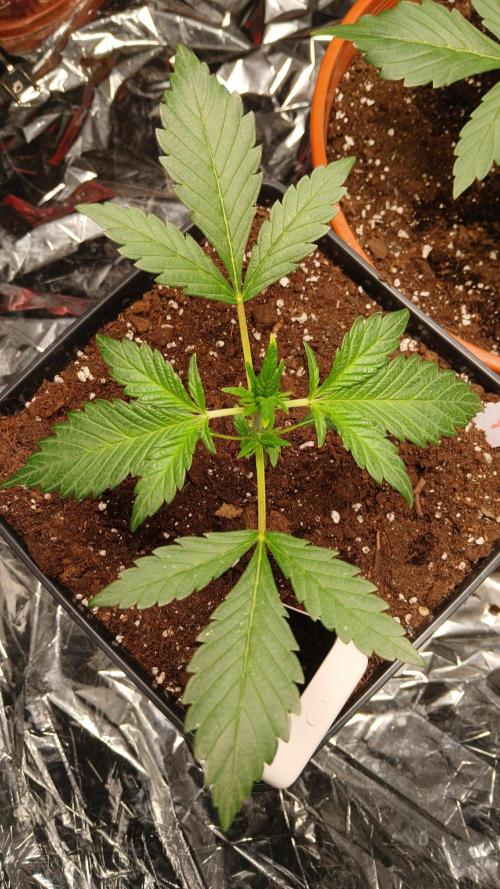 Apricot Auto Fastbuds. Week 3