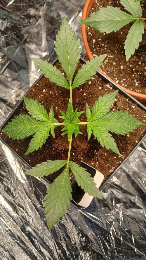 Apricot Auto Fastbuds. Week 3