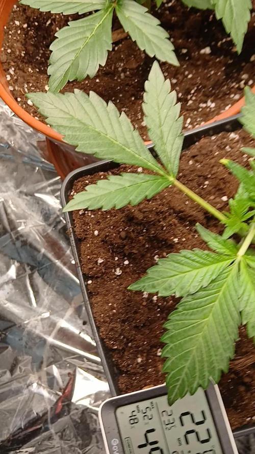 Apricot Auto Fastbuds