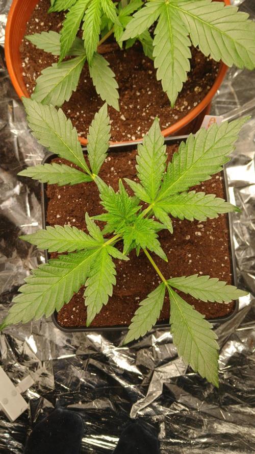 Apricot Auto Fastbuds. Week 3