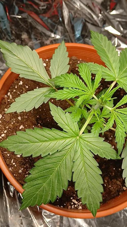 Northern Lights Auto FB