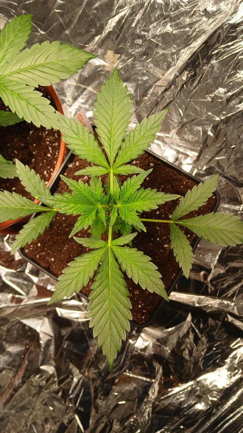 Apricot Auto Fastbuds. Week 4