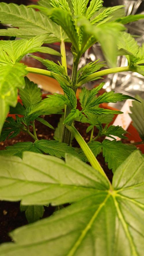 Apricot Auto Fastbuds. Week 4