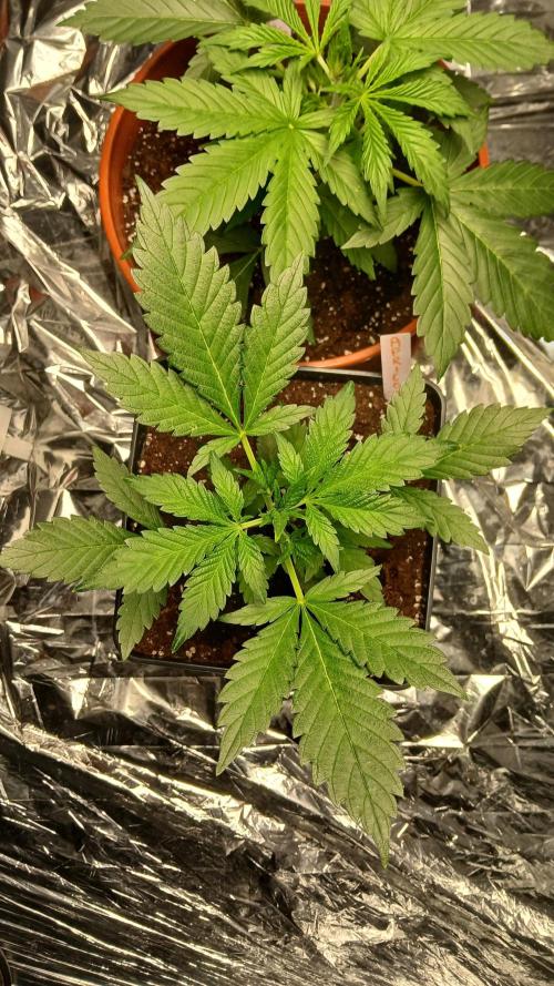 Apricot Auto Fastbuds. Week 4