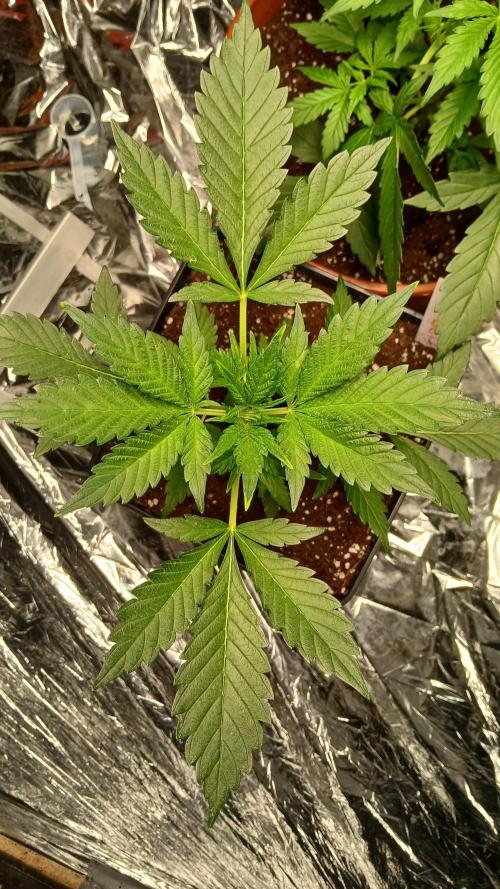 Apricot Auto Fastbuds. Week 4