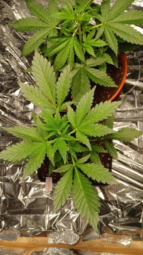 Apricot Auto Fastbuds. Week 4