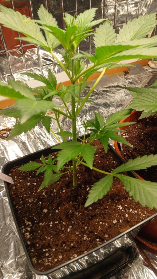 Apricot Auto Fastbuds. Week 4