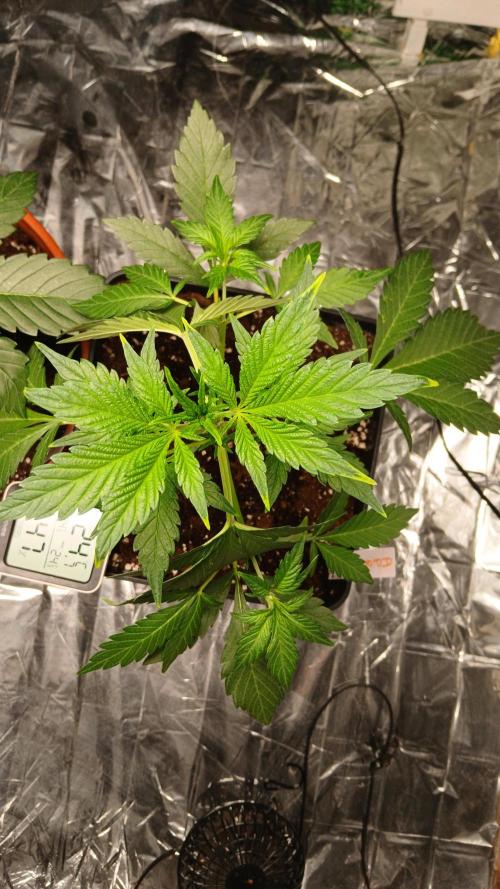 Apricot Auto Fastbuds. Week 4