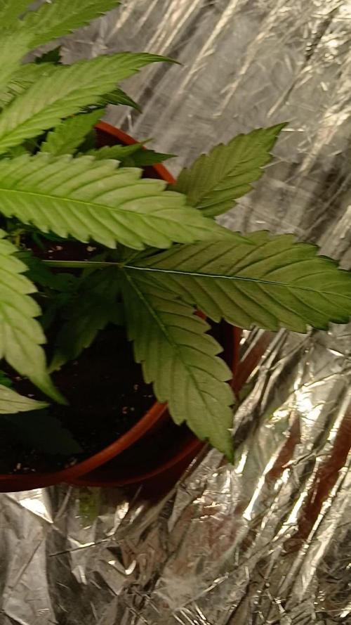 Apricot Auto Fastbuds