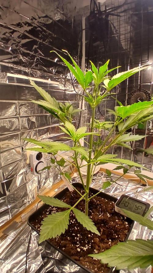 Apricot Auto Fastbuds. Week 4