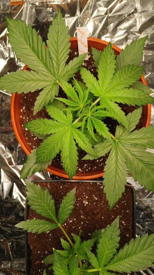 Northern Lights Auto FB. Week 4