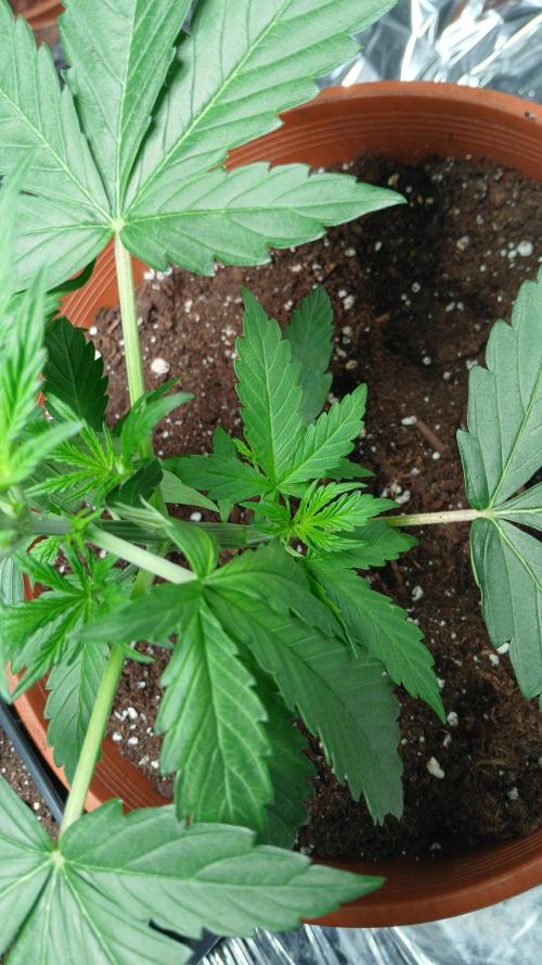 Northern Lights Auto FB. Week 4