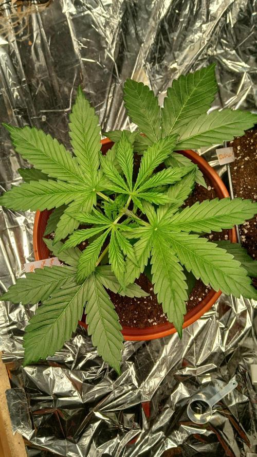 Northern Lights Auto FB. Week 4