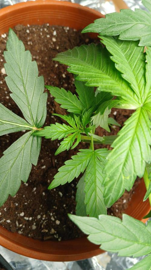 Northern Lights Auto FB. Week 4