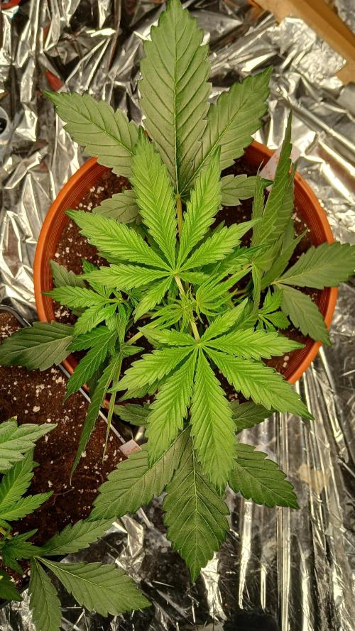 Northern Lights Auto FB. Week 4