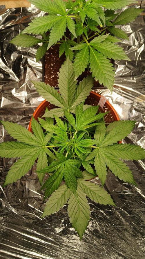 Northern Lights Auto FB. Week 4