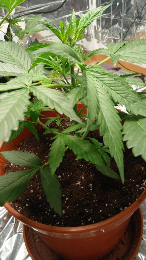 Northern Lights Auto FB. Week 4